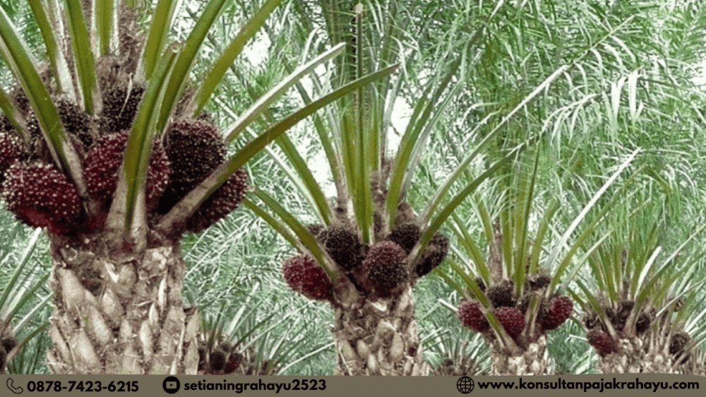 Perpajakan dalam Industri Kelapa Sawit